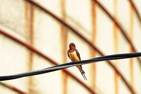 Perched Barn Swallow by Deb Oppermann